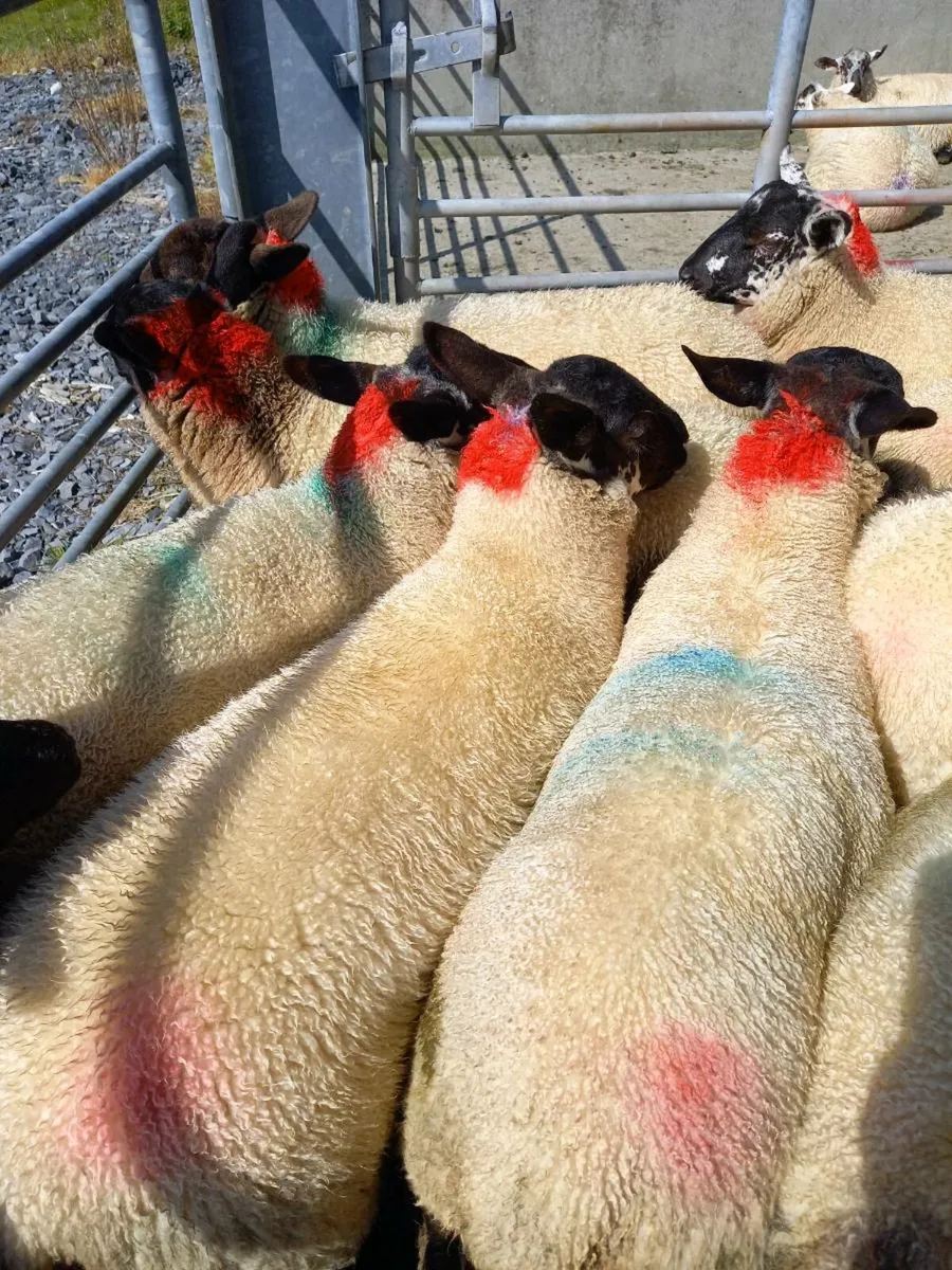 Suffolk X Ewe lambs - Image 1