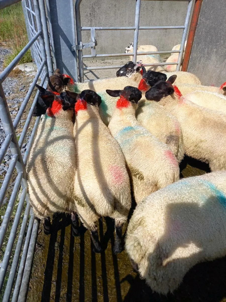 Suffolk X Ewe lambs - Image 3