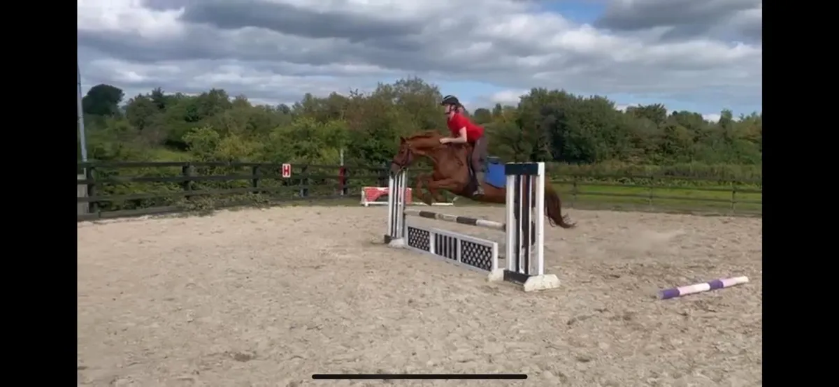 riding club alrounder - Image 4