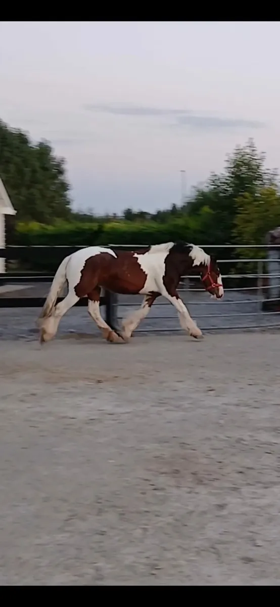 Beautiful cob gelding - Image 3