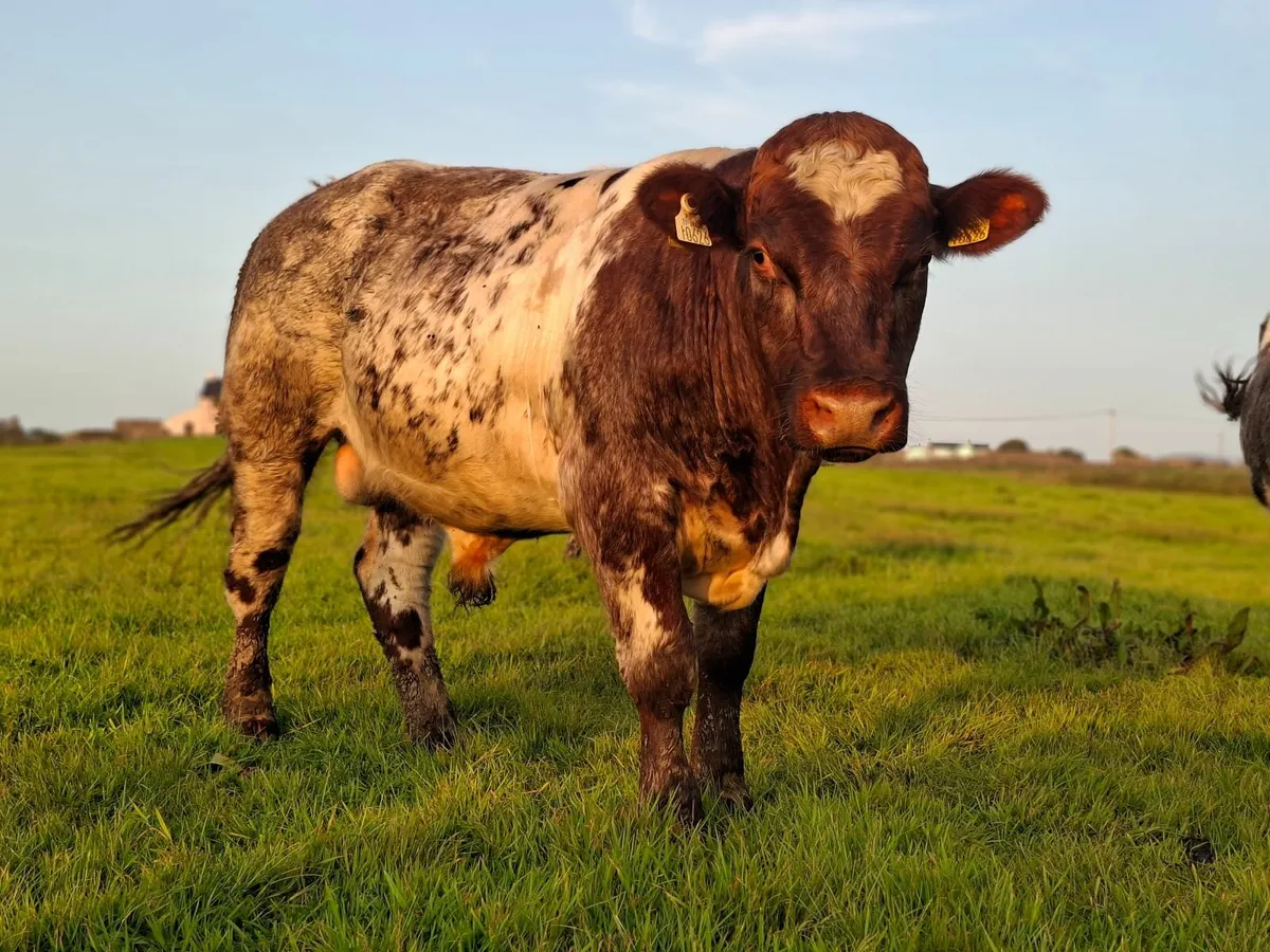 PBR Shorthorn bull - Image 2