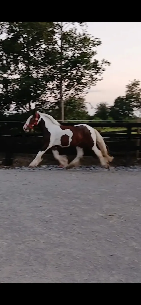 Beautiful cob gelding - Image 4