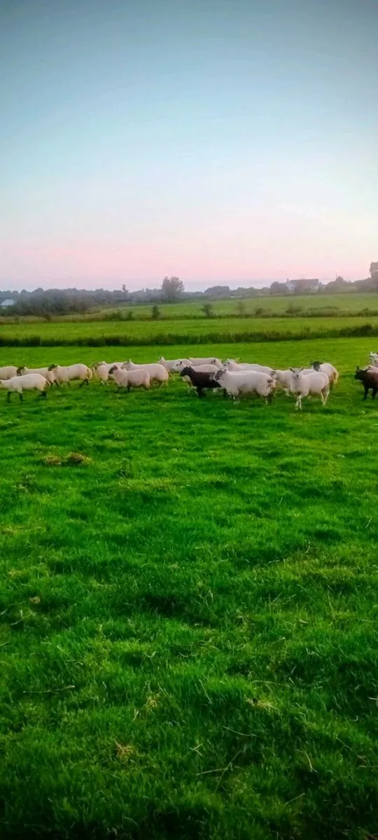 Ewe and weather lambs - Image 2