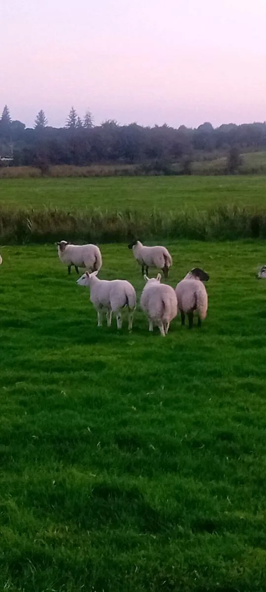 Ewe and weather lambs - Image 3