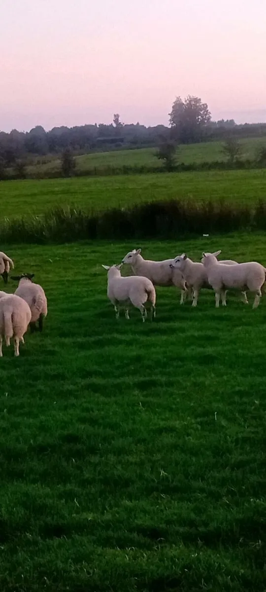 Ewe and weather lambs - Image 4