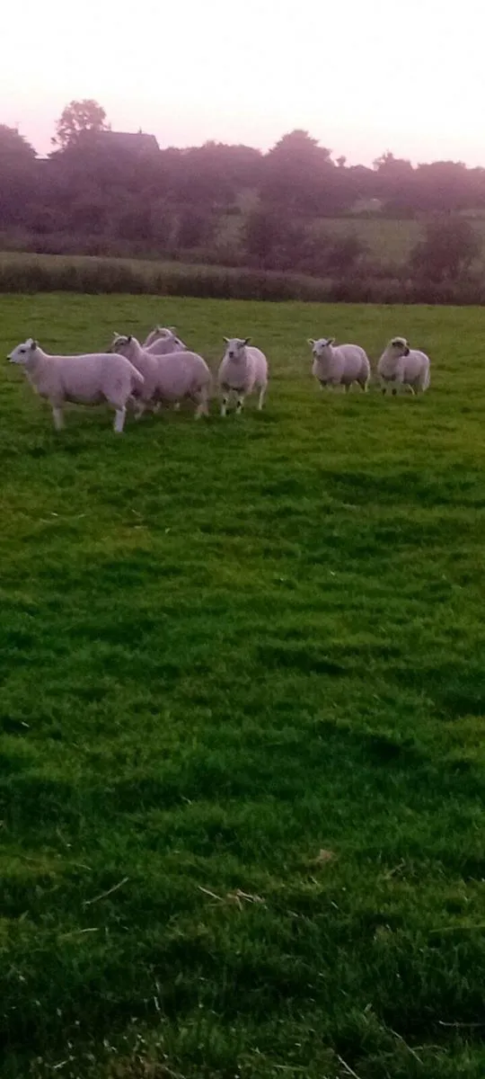 Ewe and weather lambs - Image 1