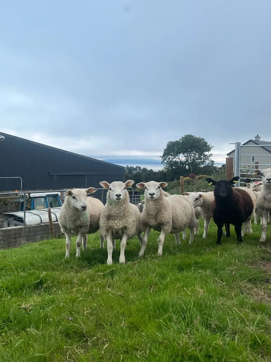Store lambs - Image 1
