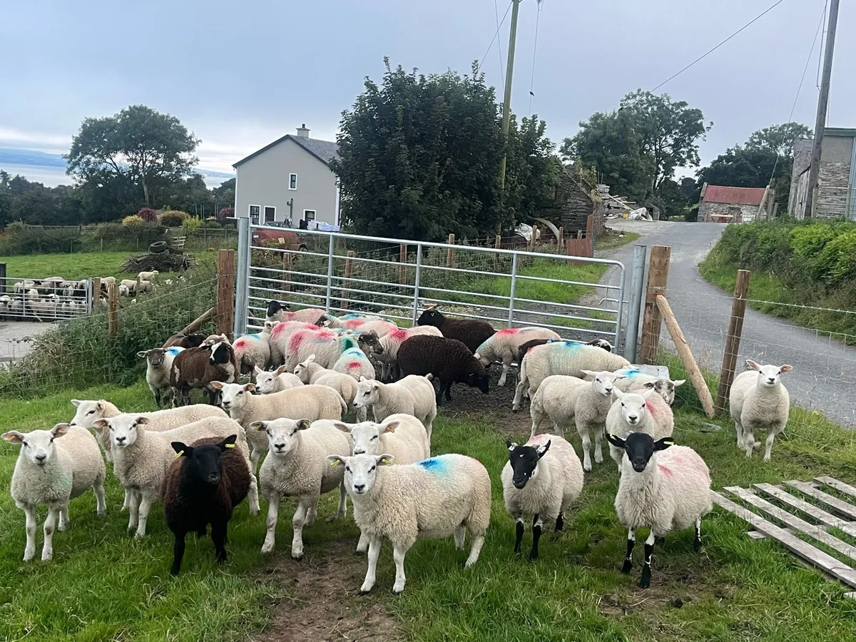 Store lambs - Image 3