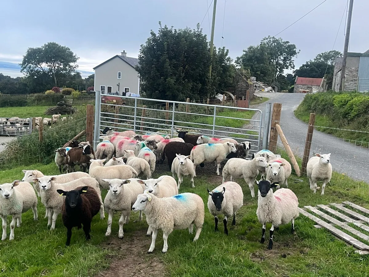Store lambs - Image 4