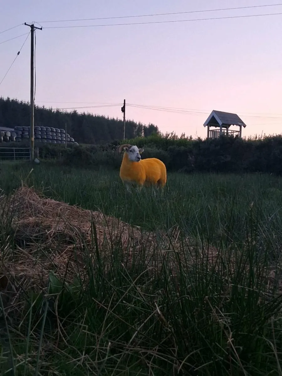Smashing hogget for stranorlar 19 - Image 2