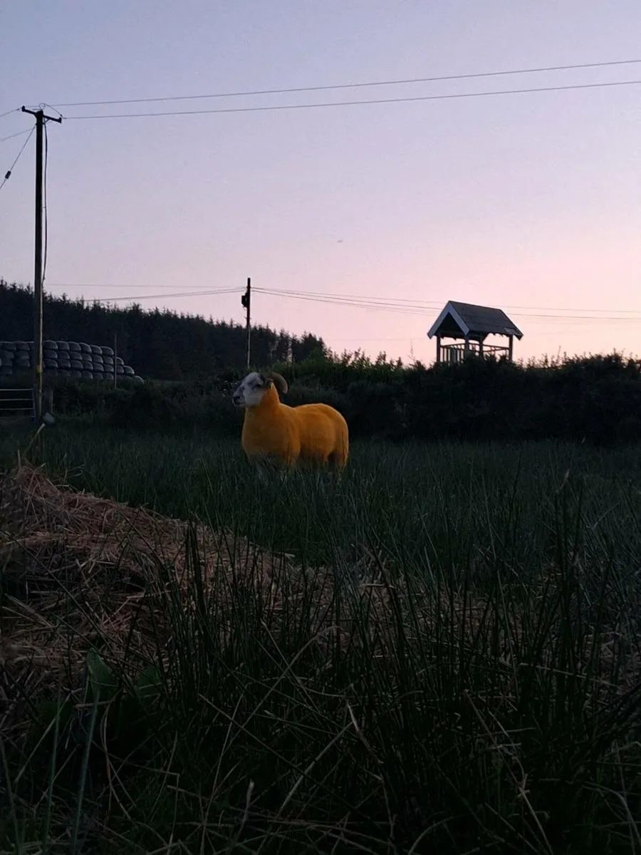 Smashing hogget for stranorlar 19 - Image 1