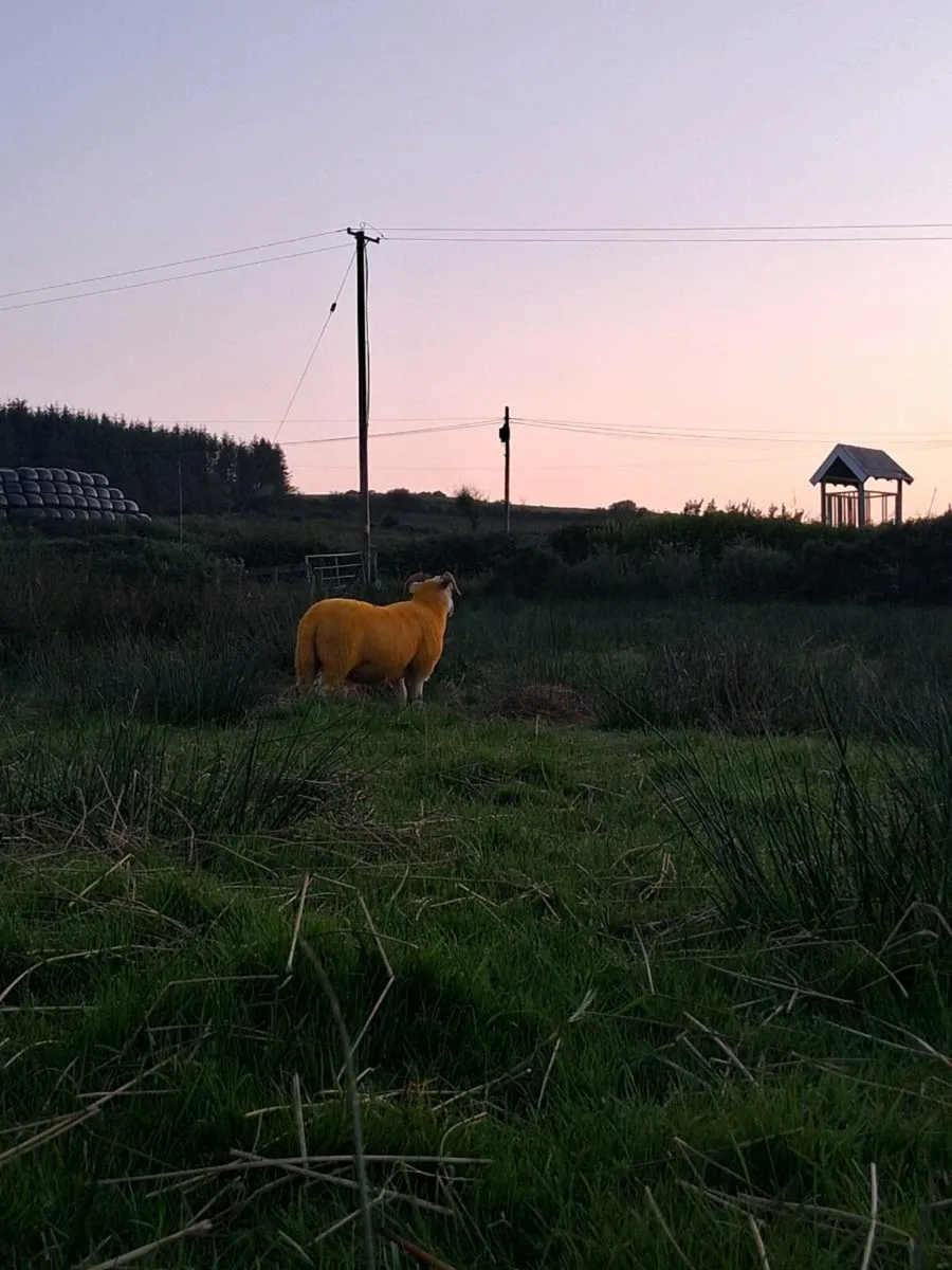 Smashing hogget for stranorlar 19 - Image 3