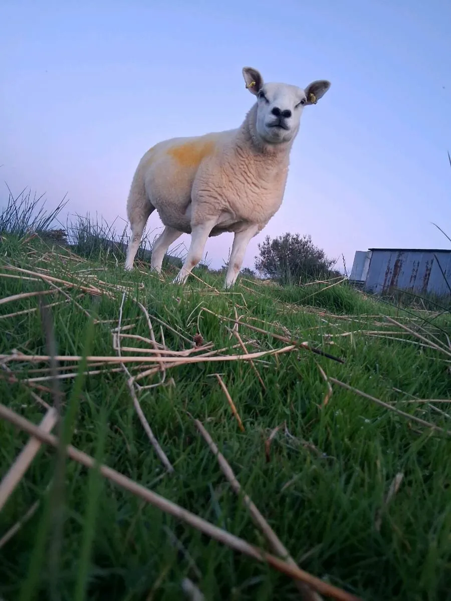 Smashing hogget for stranorlar 19 - Image 4