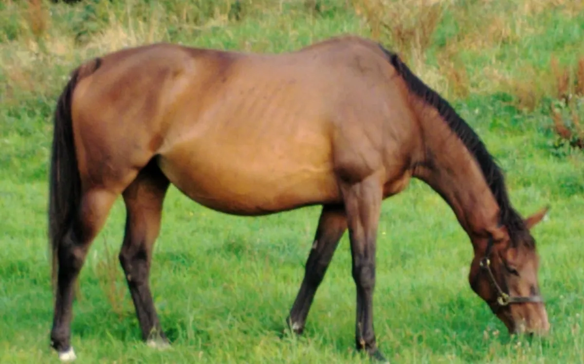 Winning Blue Bresil Thoroughbred Mare - Image 2
