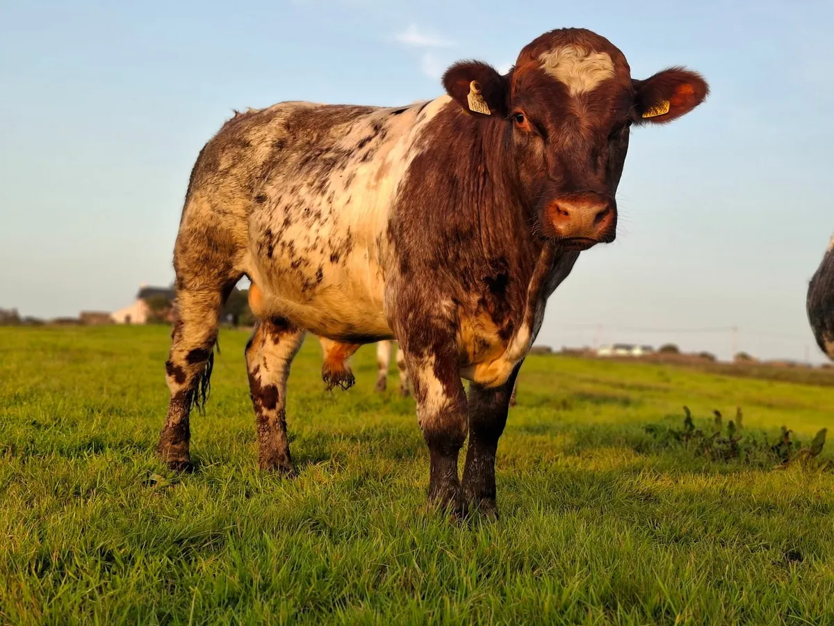 PBR Shorthorn bull - Image 1