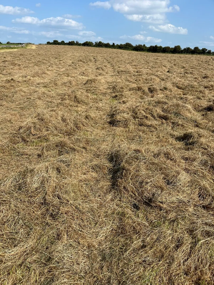 HAY FOR SALE