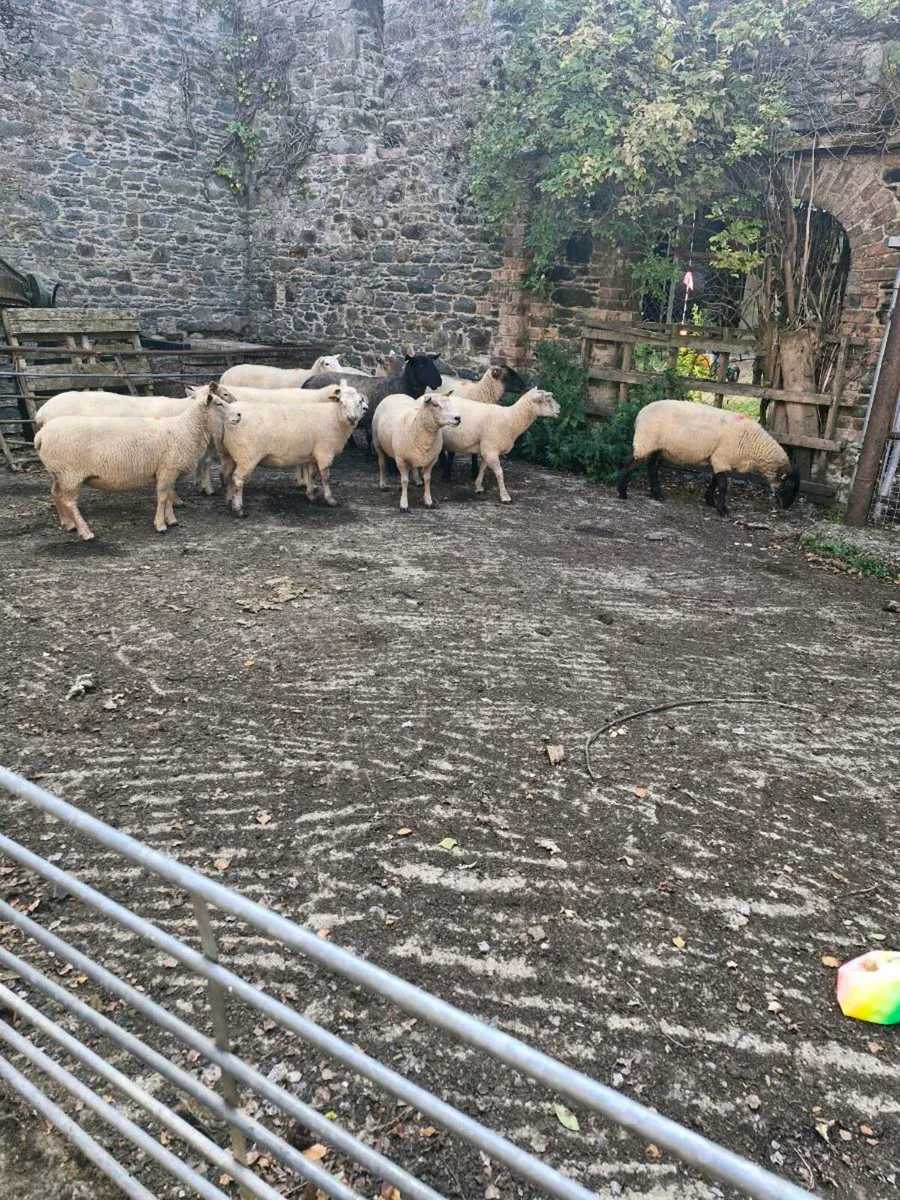Sheep - Image 1