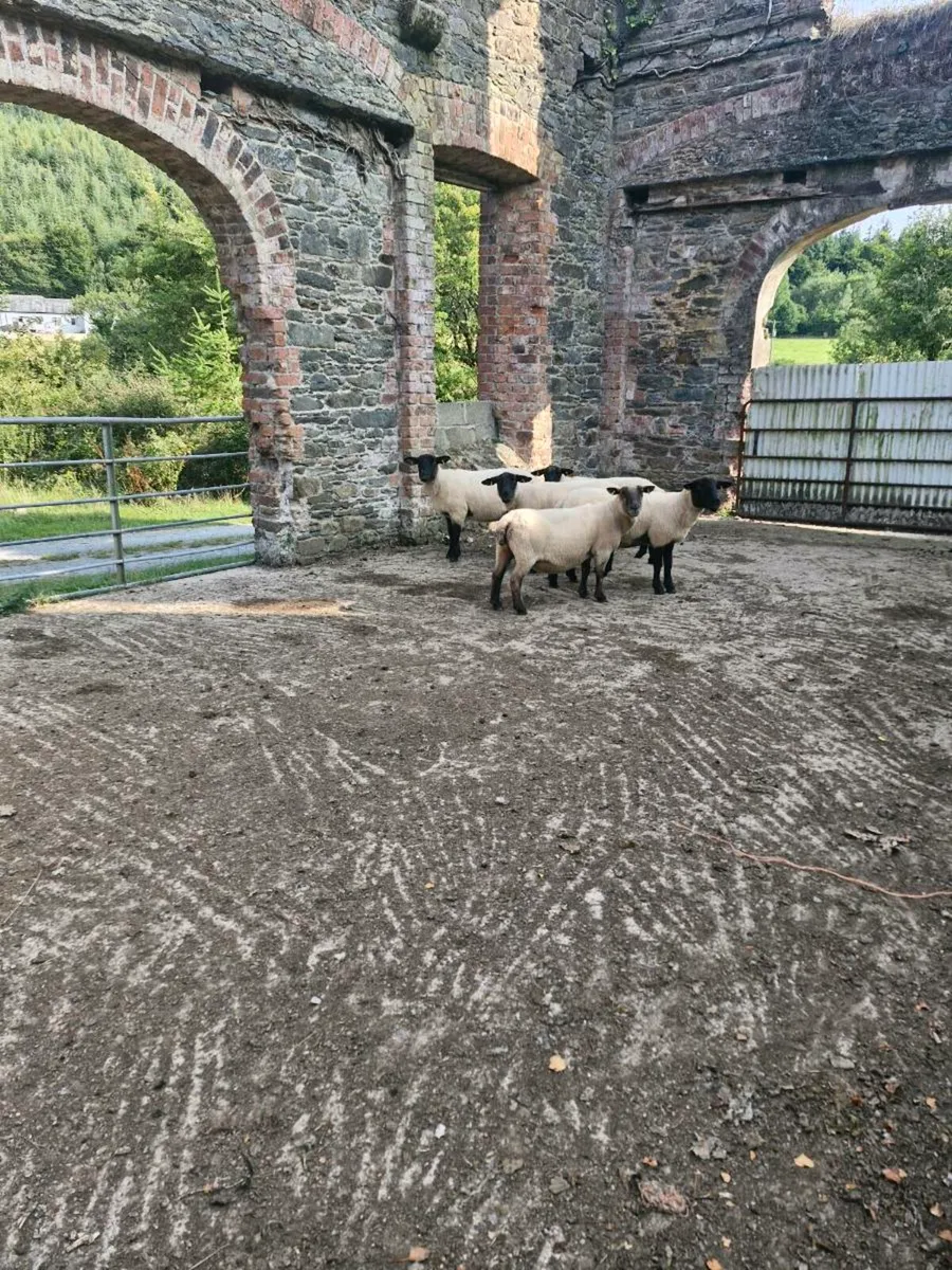 Sheep - Image 2
