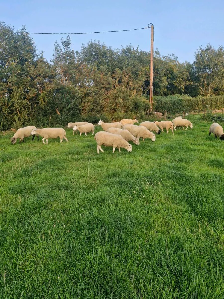 Sheep - Image 3