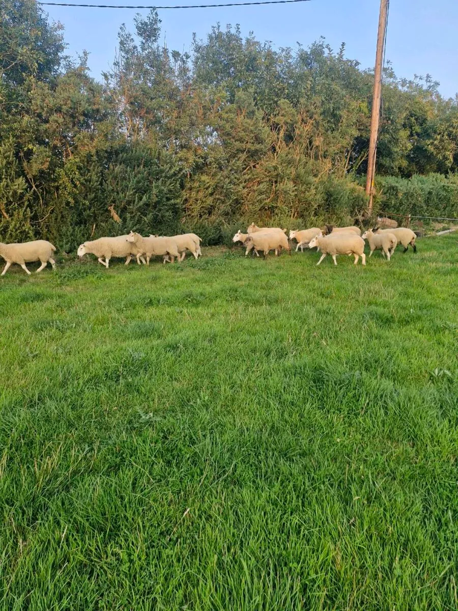 Sheep - Image 4