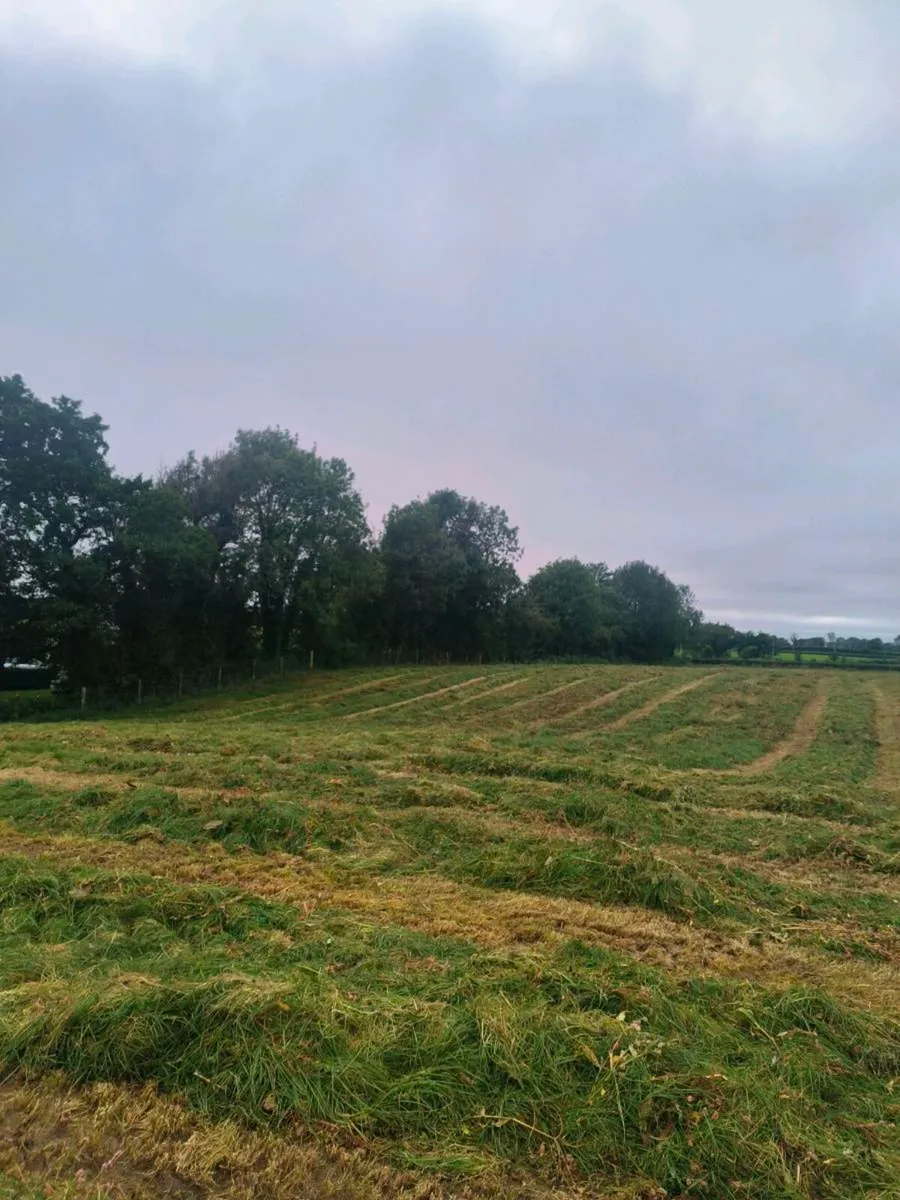 First cut silage reseeded ground this year - Image 2