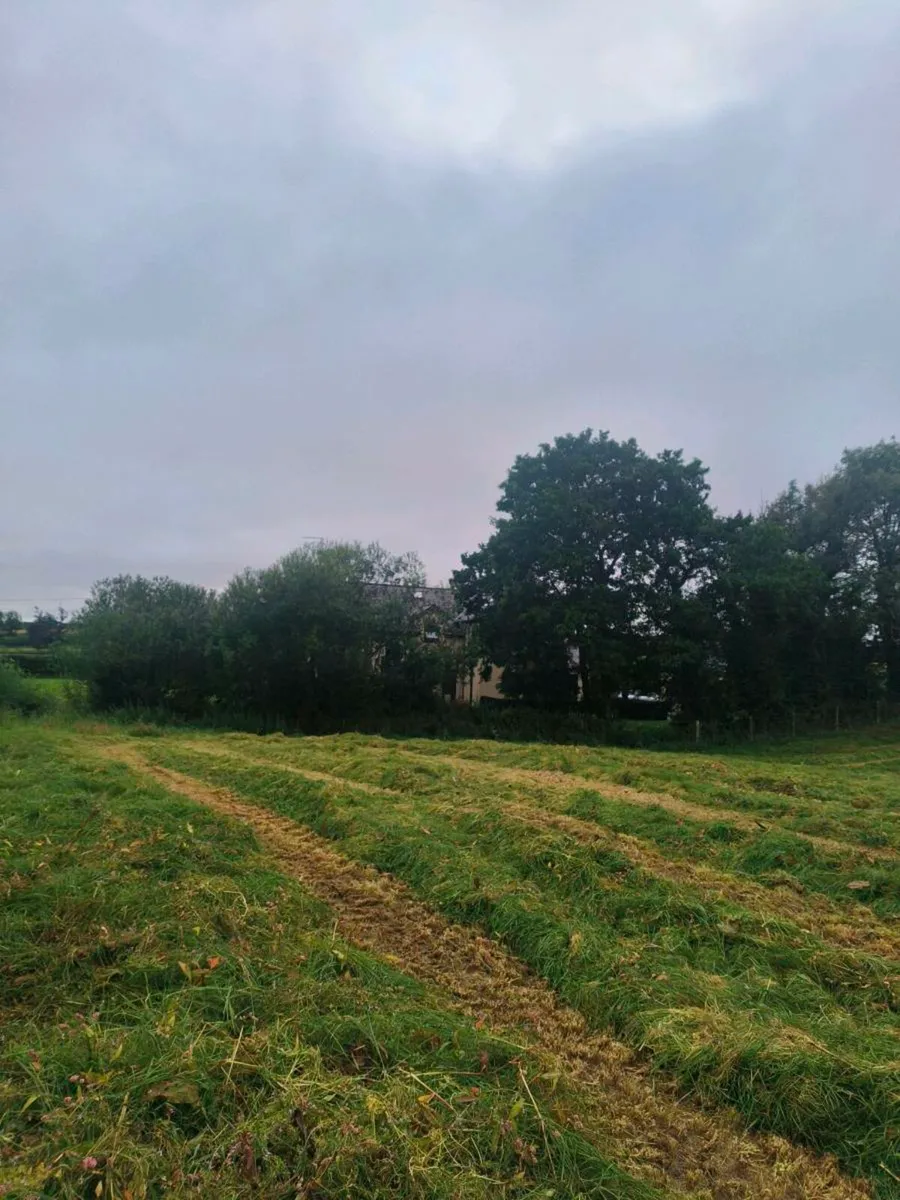 First cut silage reseeded ground this year - Image 1