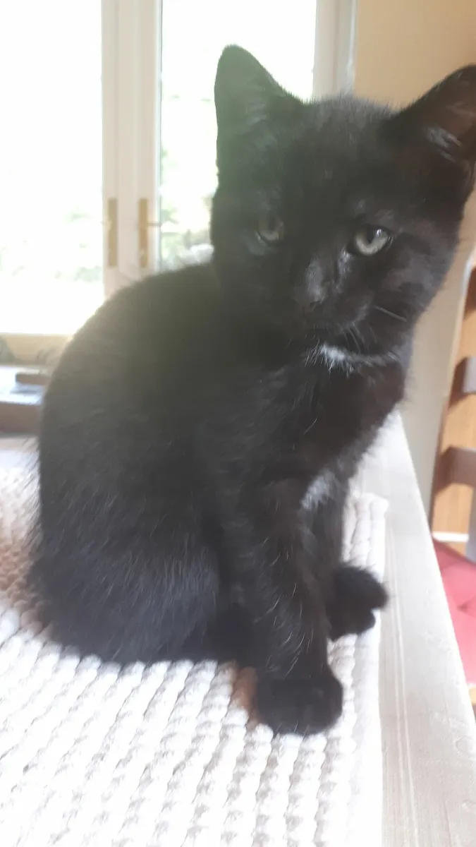 Kitten - Image 3