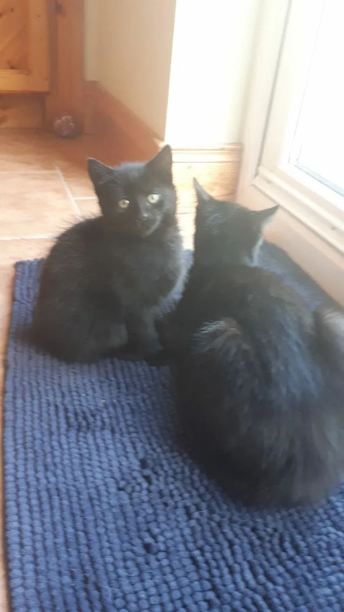 Kitten - Image 4