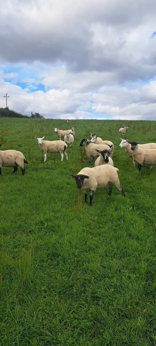 Ewe hoggets - Image 1
