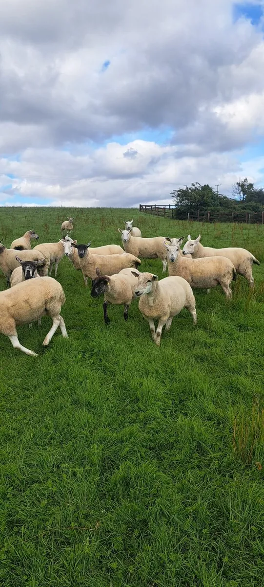 Ewe hoggets - Image 2