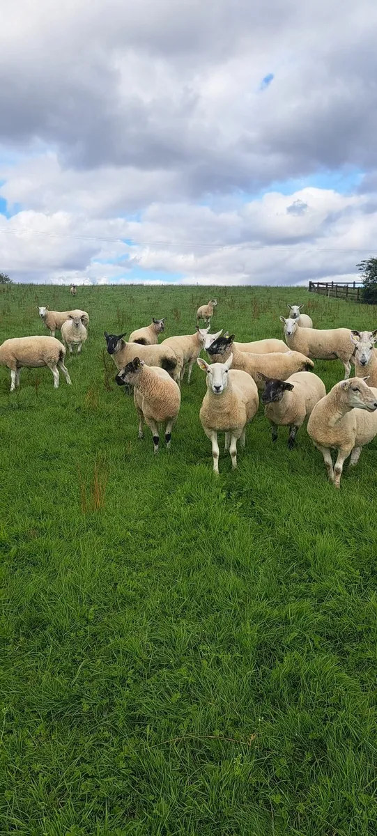 Ewe hoggets - Image 3