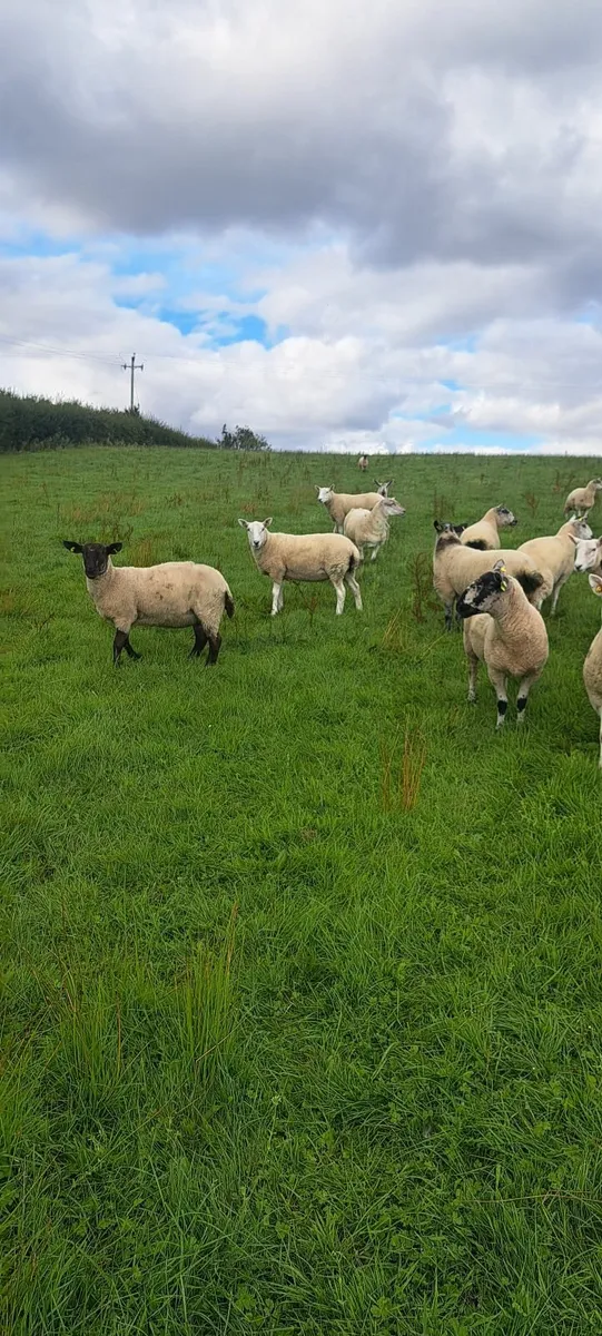 Ewe hoggets - Image 4