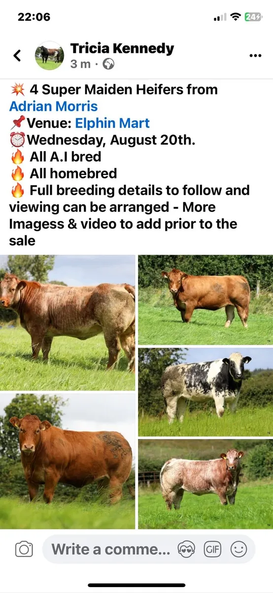 Breeding Heifers