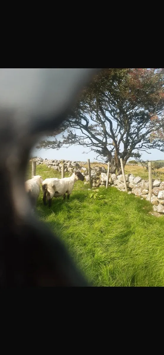 Suffolk Ram - Image 2