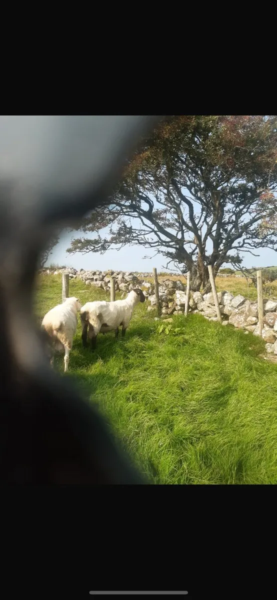 Suffolk Ram - Image 3