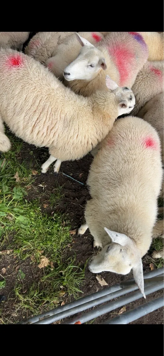 Store ram lambs