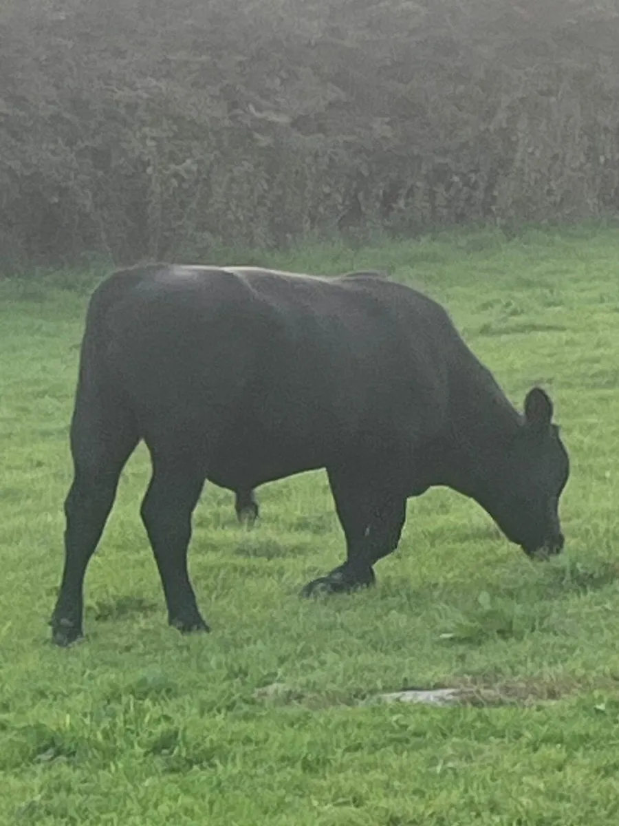 Purebred Angus bull - Image 1