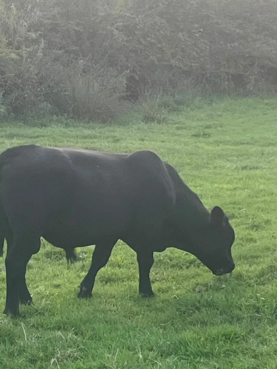 Purebred Angus bull - Image 2