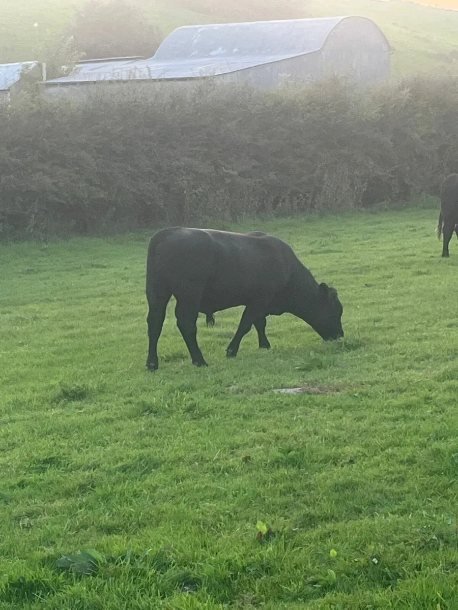 Purebred Angus bull - Image 3