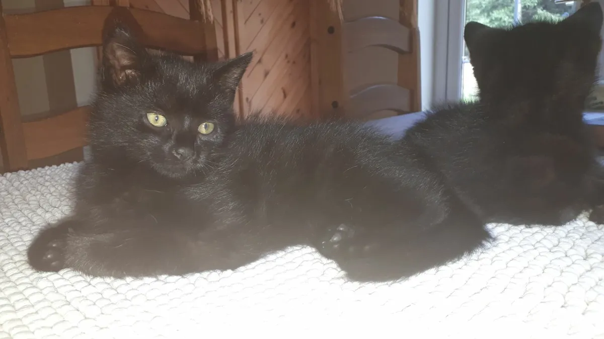 Kitten - Image 2