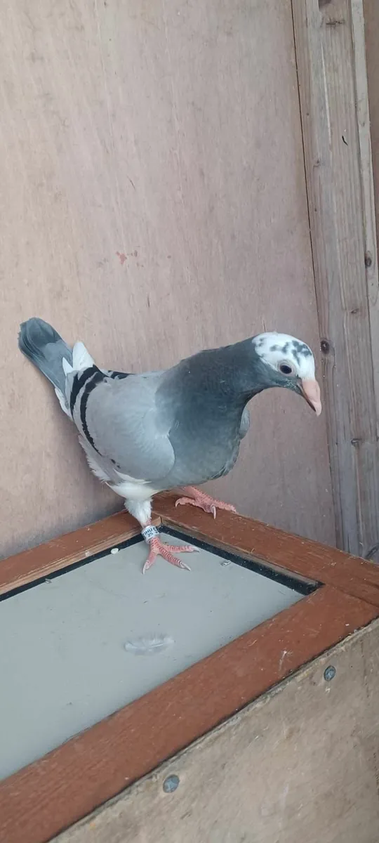 Pigeon - Image 2