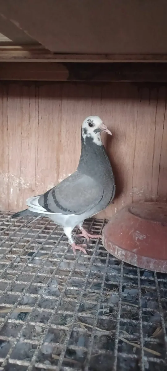 Pigeon - Image 1