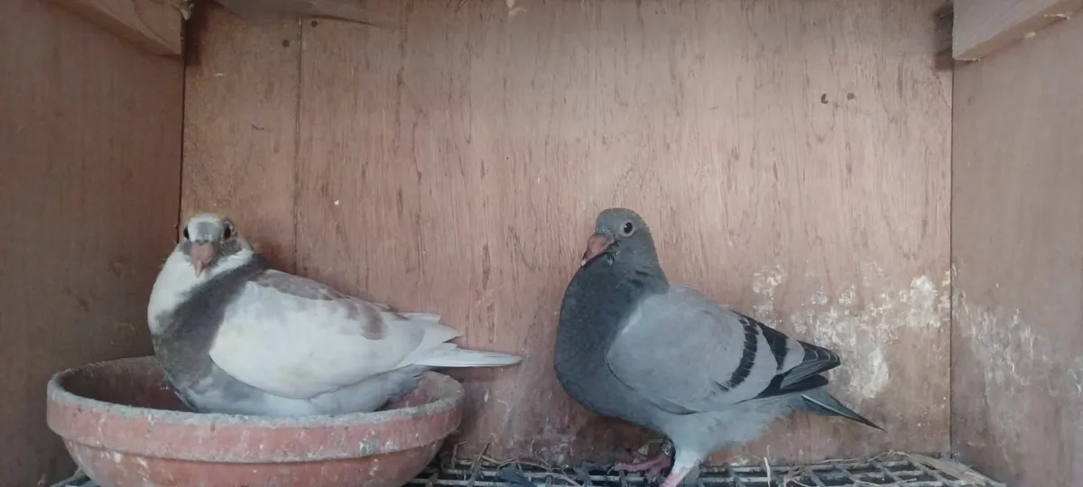 Pigeon - Image 3