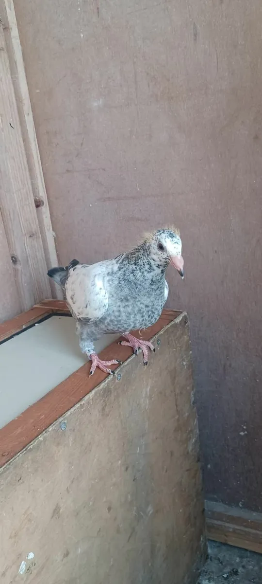 Pigeon - Image 4