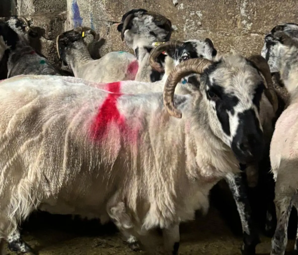 23 Full Mouth Scotch Ewes,Good Dugs For Sale. - Image 4