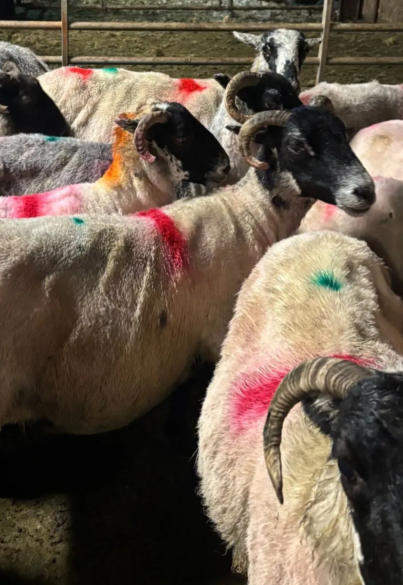23 Full Mouth Scotch Ewes,Good Dugs For Sale. - Image 1