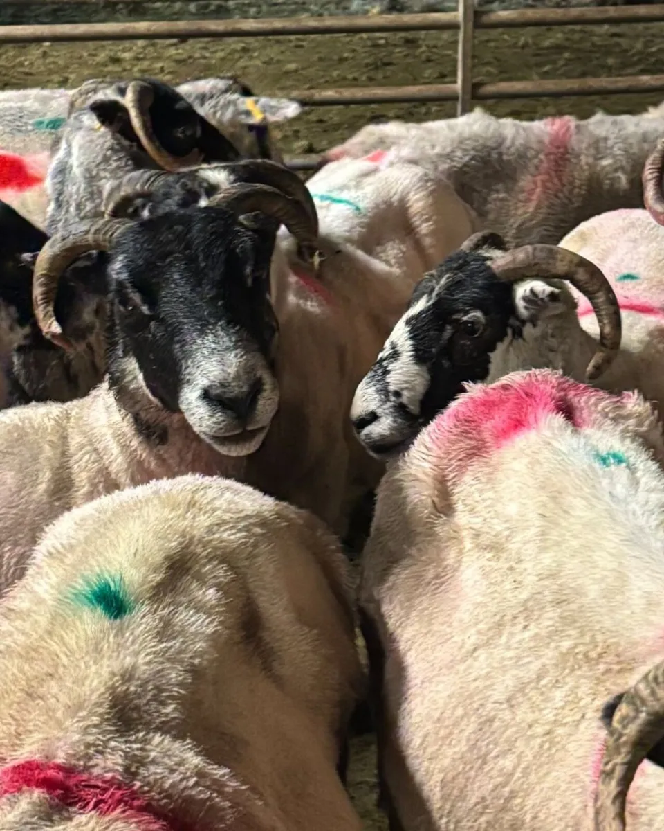 23 Full Mouth Scotch Ewes,Good Dugs For Sale. - Image 2
