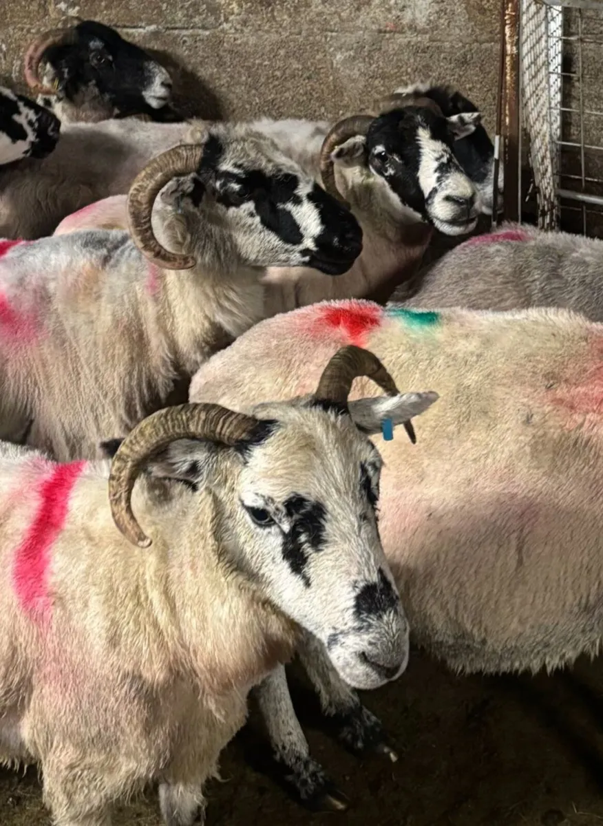 23 Full Mouth Scotch Ewes,Good Dugs For Sale. - Image 3
