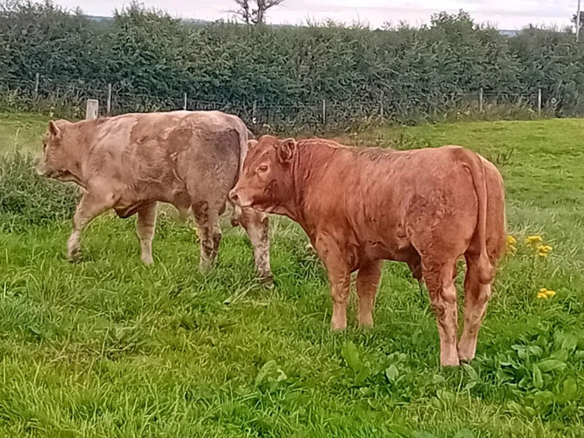 9 Smashing Charlaois Bullocks - Image 1