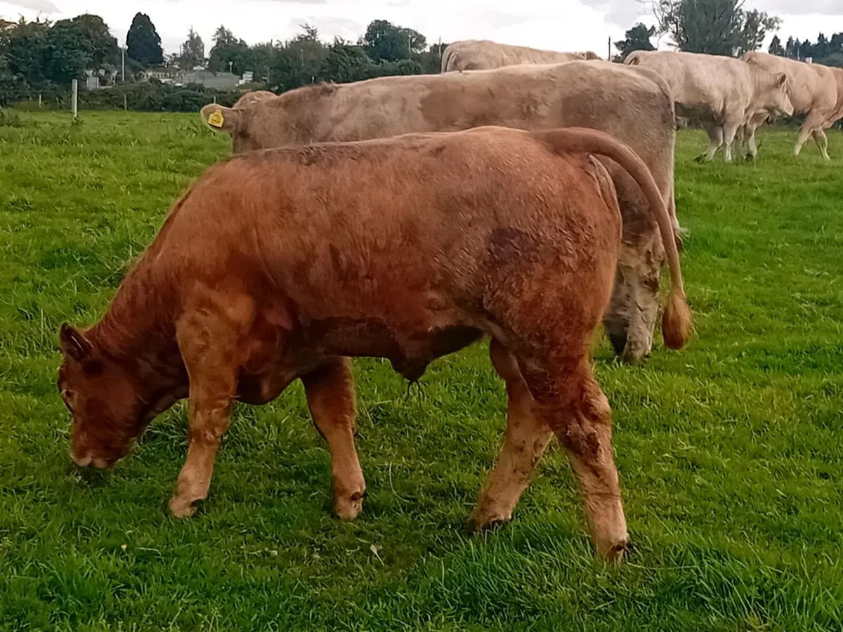 9 Smashing Charlaois Bullocks - Image 2